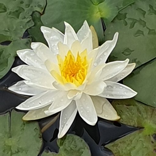 Lotus Flower